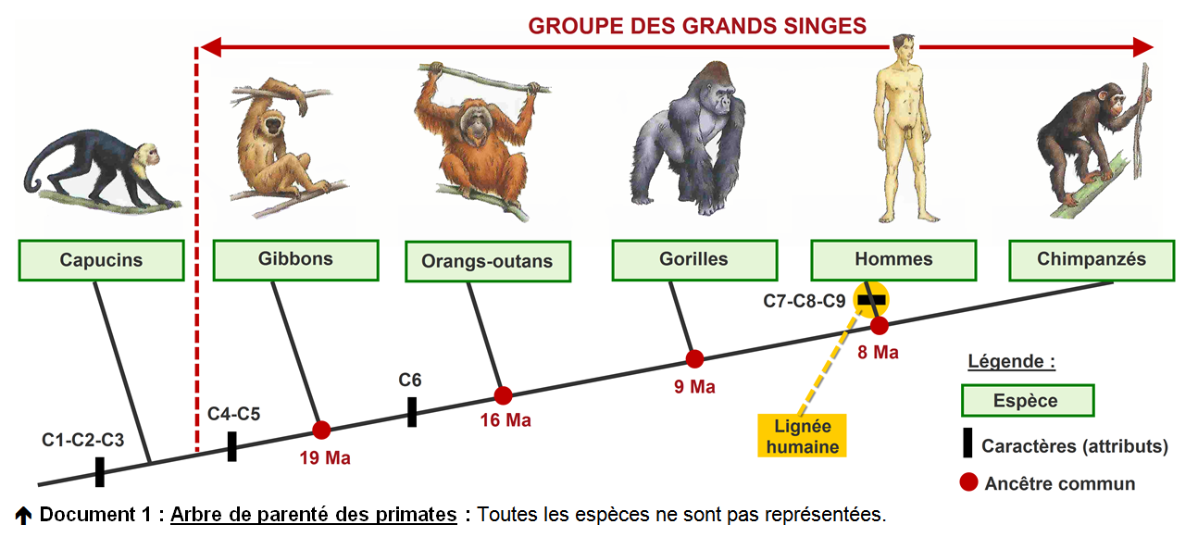 Приматы какое развитие. Схема эволюционного развития приматов. Схема эволюции обезьян. Эволюция приматов схема. Эволюционный путь развития приматов схема.