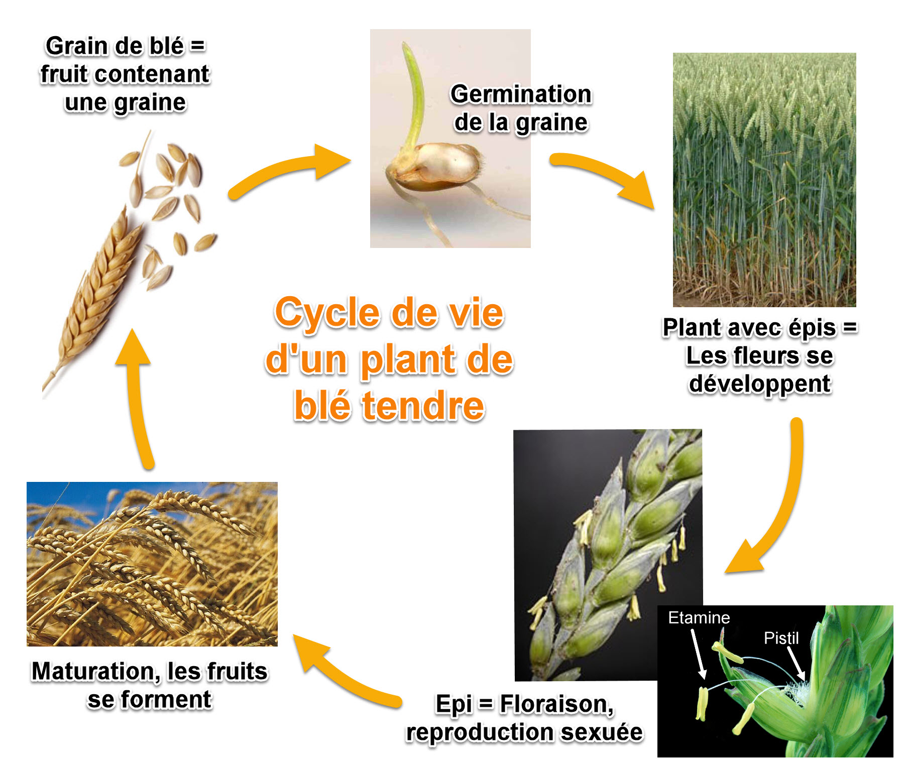 Comment le blé est devenu tendre