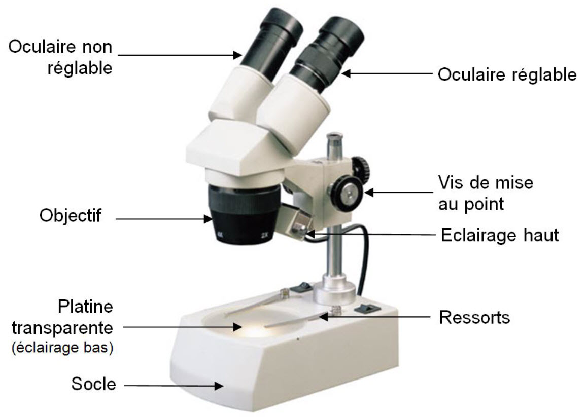 Utilisation d'une loupe binoculaire - Fiches méthodologiques - Louisa  Paulin de Muret