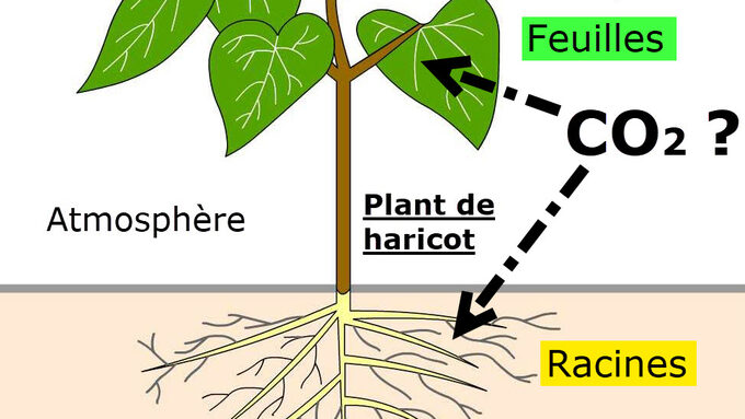 Plante CO2.jpg